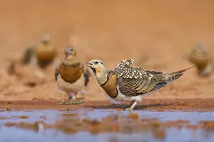 Pool: Pin-tailed Sandgrouse (Pterocles alchata) on a farmers field drinking at a water pool