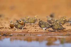 Pools: Pin-tailed Sandgrouse (Pterocles alchata) on a farmers field at a water pool