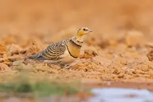 Pools: Pin-tailed Sandgrouse (Pterocles alchata) on a farmers field at a water pool