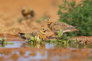 Pool: Pin-tailed Sandgrouse (Pterocles alchata) on a farmers field at a water pool
