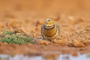 Pictures: Pin-tailed Sandgrouse (Pterocles alchata) on a farmers field at a water pool