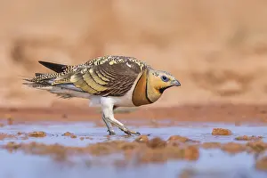 Pool: Pin-tailed Sandgrouse (Pterocles alchata) on a farmers field at a water pool