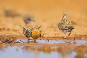 Migration: Pin-tailed Sandgrouse (Pterocles alchata) on a farmers field at a water pool