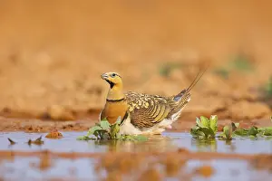Pool: Pin-tailed Sandgrouse (Pterocles alchata) on a farmers field at a water pool