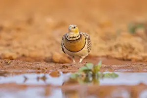 Silhouettes: Pin-tailed Sandgrouse (Pterocles alchata) on a farmers field at a water pool