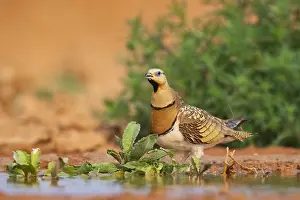 Pool: Pin-tailed Sandgrouse (Pterocles alchata) on a farmers field at a water pool