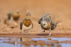 Migration: Pin-tailed Sandgrouse (Pterocles alchata) on a farmers field at a water pool