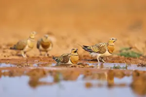 Hunt: Pin-tailed Sandgrouse (Pterocles alchata) on a farmers field at a water pool