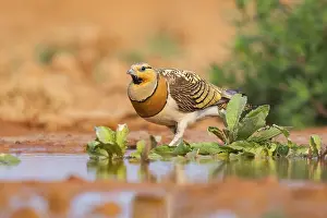 Silhouettes: Pin-tailed Sandgrouse (Pterocles alchata) on a farmers field at a water pool