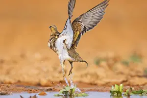 Pictures: Pin-tailed Sandgrouse (Pterocles alchata) flying on a farmers field at a water pool