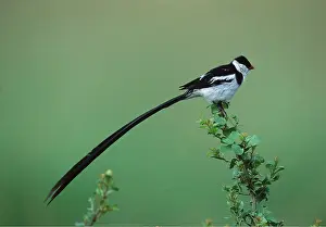 Whydahs: PIN-TAILED WHYDAH BIRD - male, showing breeding plumage