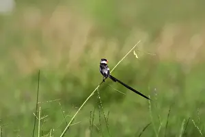 Whydahs: Pin-tailed Whydah - male