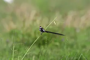 Whydahs: Pin-tailed Whydah - male