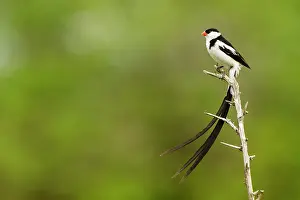 Passeriforme: Pin-tailed Whydah (Vidua macroura), Masai Mara national
