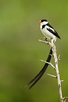 Passeriforme: Pin-tailed Whydah (Vidua macroura), Masai Mara national