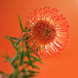 Pincushion: Pincushion