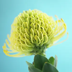 Pincushion: Pincushion