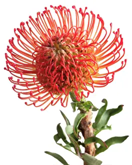 Bobbejaanklou: Pincushion