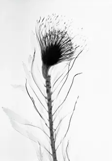 Pincushion: Pincushion