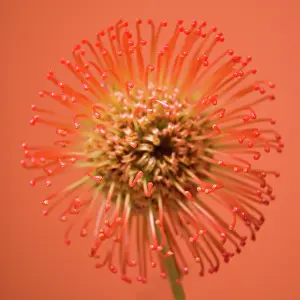 Bobbejaanklou: Pincushion