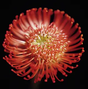 Bobbejaanklou: Pincushion