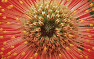 Bobbejaanklou: Pincushion