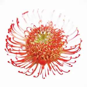 Bobbejaanklou: Pincushion