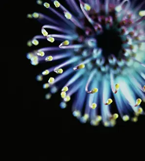 Pincushion: Pincushion