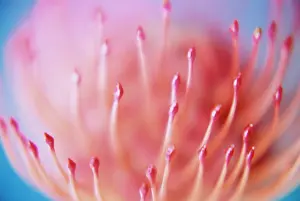 Inspiring: Pincushion