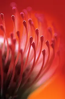 Bobbejaanklou: Pincushion