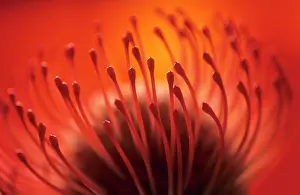 Inspiring: Pincushion