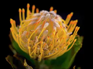 Pincushion: Pincushion