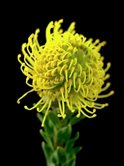 Tendril: Pincushion