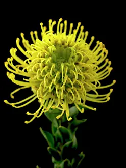 Tendril: Pincushion