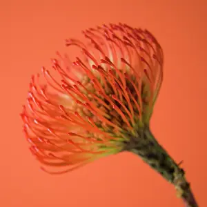 Sensational: Pincushion
