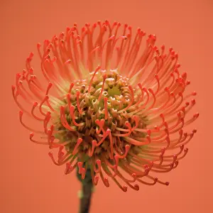 Optimism: Pincushion