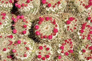 Mammillaria: Pincushion Cactus