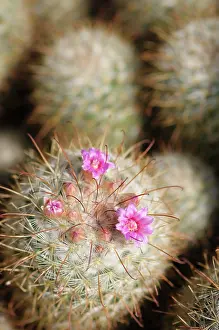 Mammillaria: Pincushion cactus, Mammillaria bombycina, Close