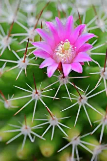 Stamens: Pincushion Cactus, Red-headed Irishman (Mammillaria