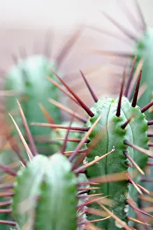 Euphorbia: Pincushion Euphorbia, Euphorbia enopla, Close up showing spi