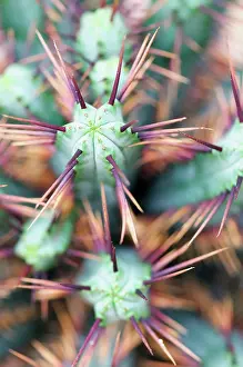 Euphorbia: Pincushion Euphorbia, Euphorbia enopla, Close up showing spi