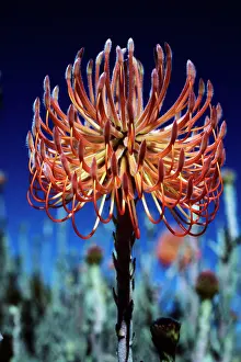 Proteas: PINCUSHION PROTEA