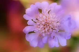 Scabious: Pincushionflower