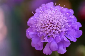 Scabious: Pincushionflower