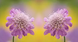 Columbaria: Pincushionflower