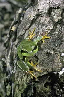 Andersoni: Pine Barrens Tree Frog