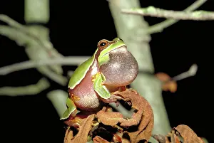 Andersonii: Pine Barrens Tree Frog