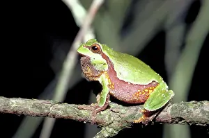 Treefrogs: Pine Barrens Tree Frog