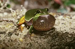 Inflated: Pine Barrens Treefrog