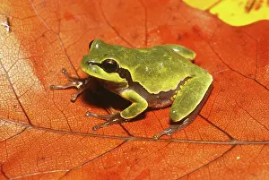 Andersonii: Pine Barrens Treefrog